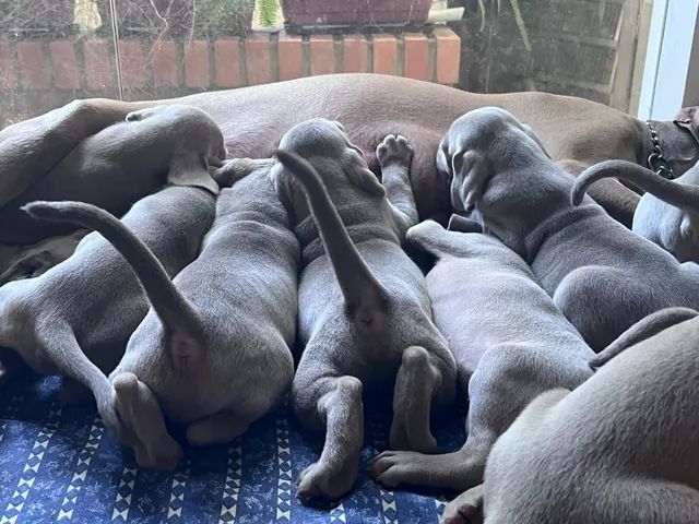 Lindos filhotes puros de weimaraner  - Foto 5