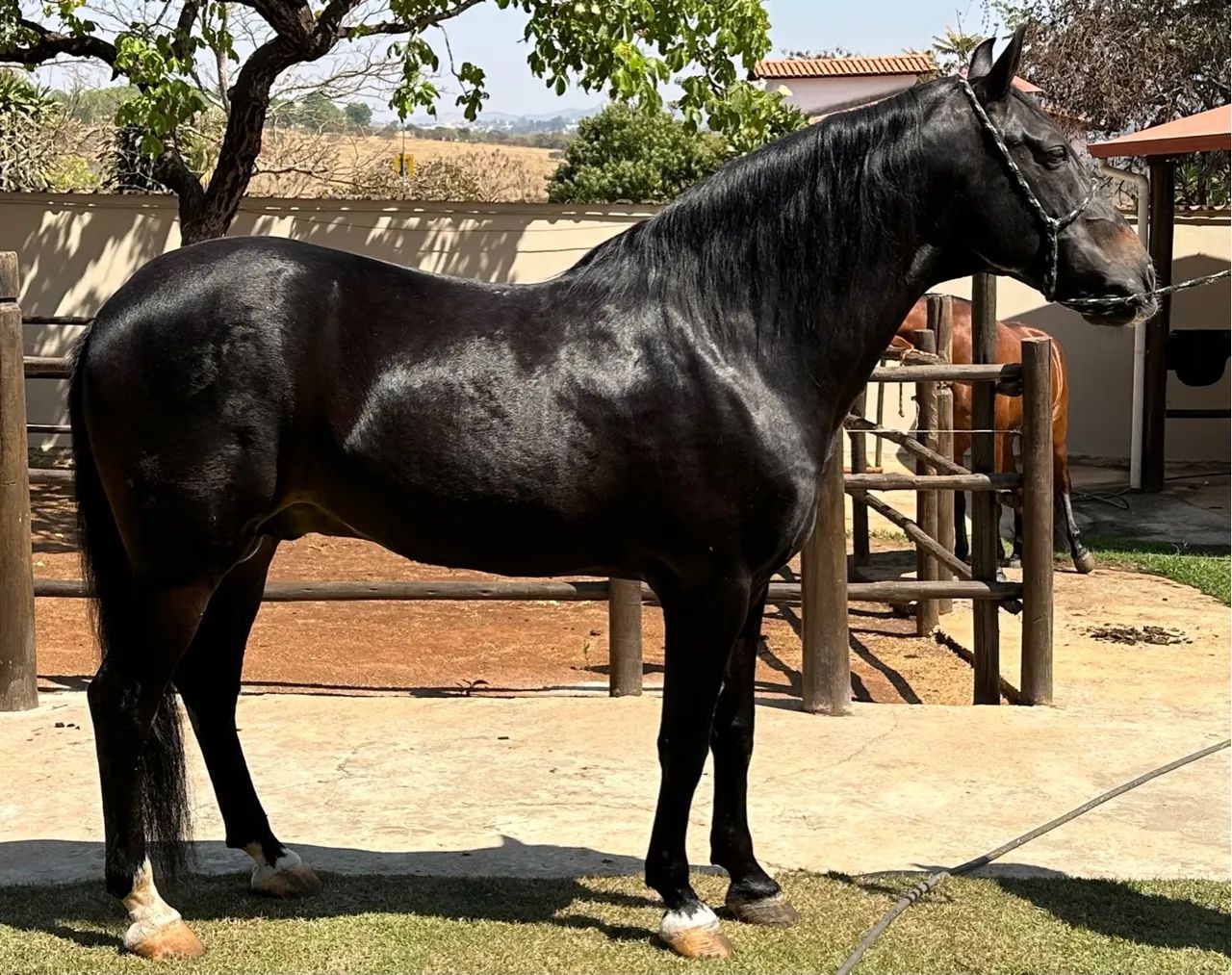 Cavalo preto manga larga - Foto 5