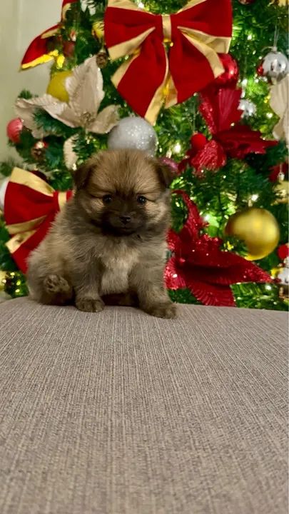 Filhote de Spitz Alemão - Foto 4