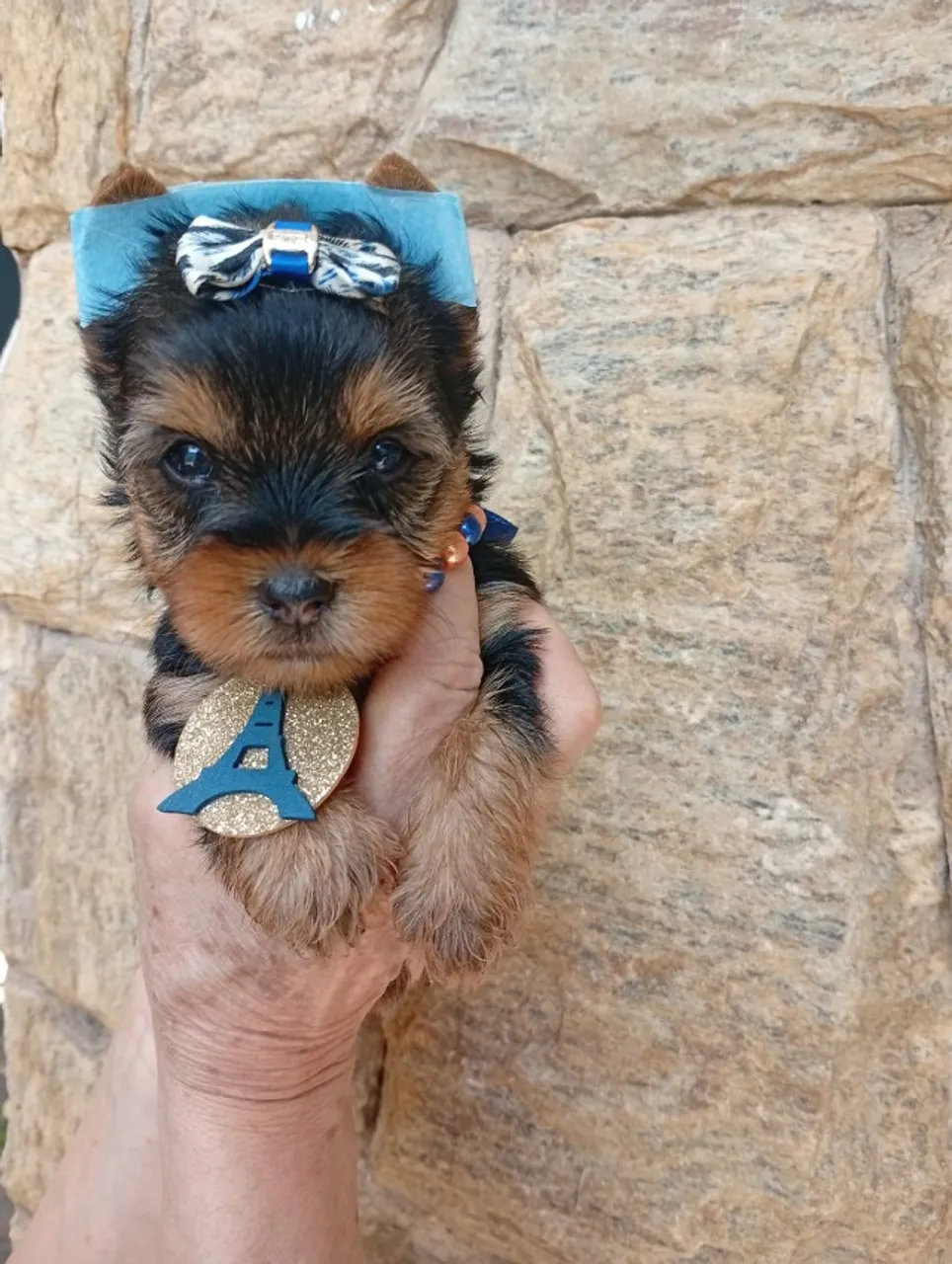 Machinho Yorkshire Filhote - Prontos Para Espalhar Alegria!