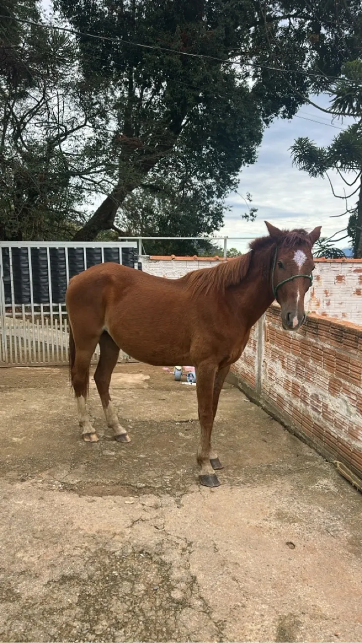 Cavalo