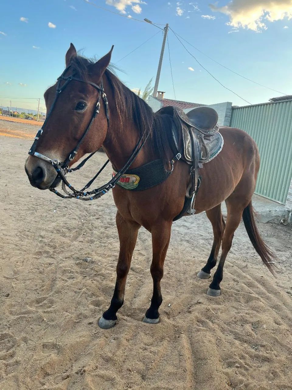 Cavalo de direita - Foto 5