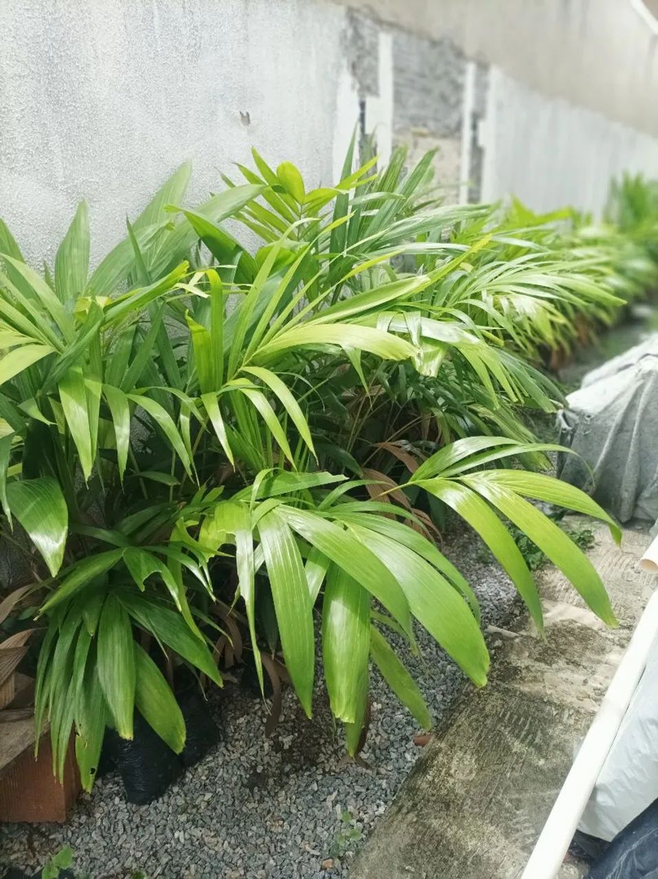 Mudas de Palmeira mini imperial  - Foto 4