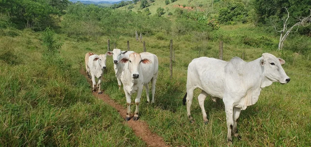 NOVILHAS NELORADAS
