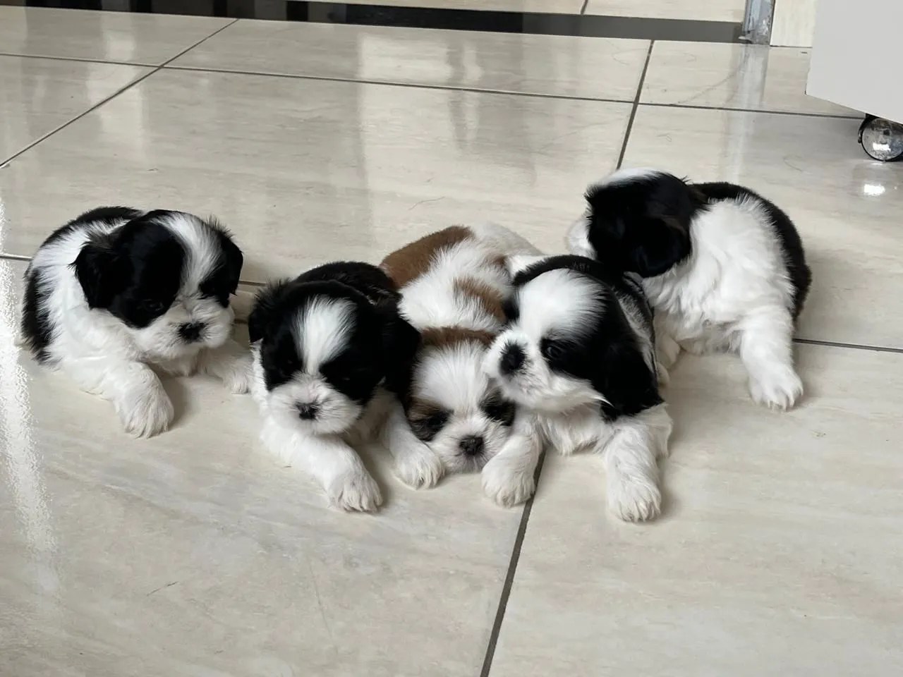 Filhotes Shih Tzu 
