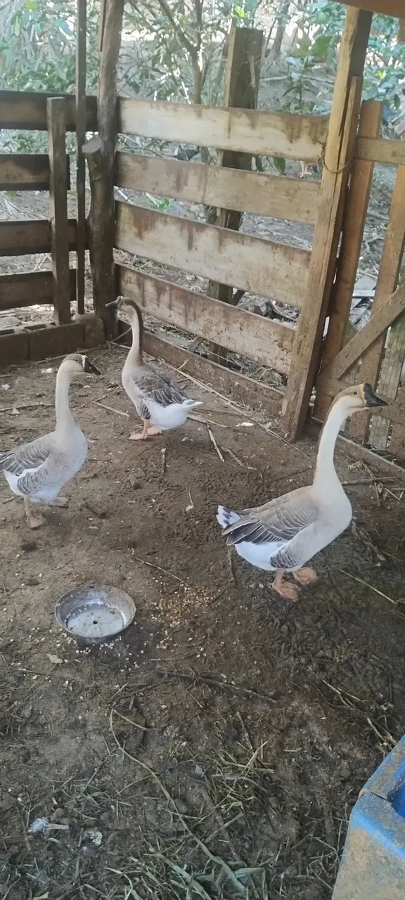 Gansos para venda