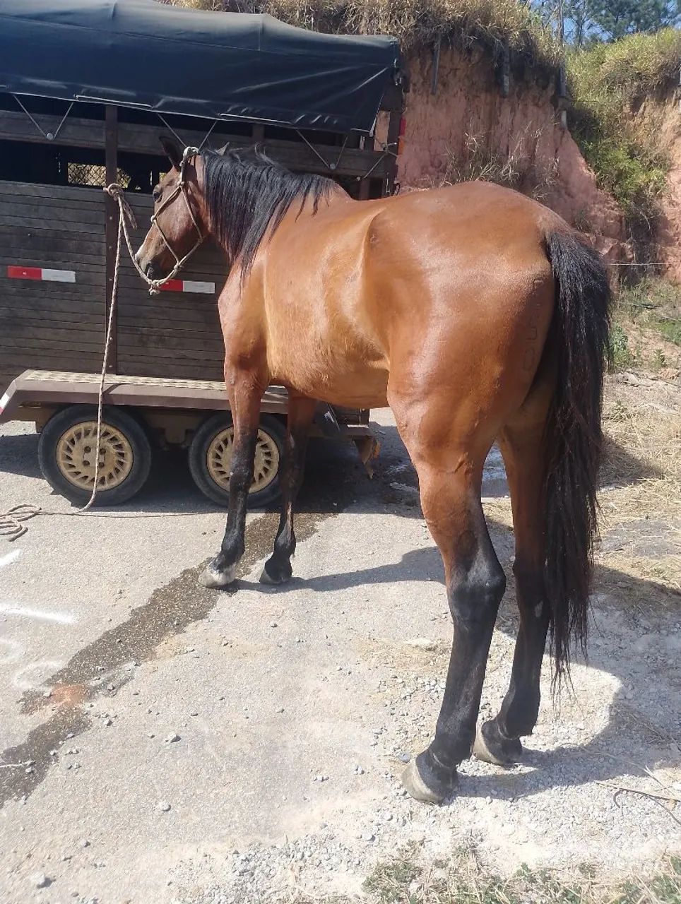 Égua Argentina de engate 