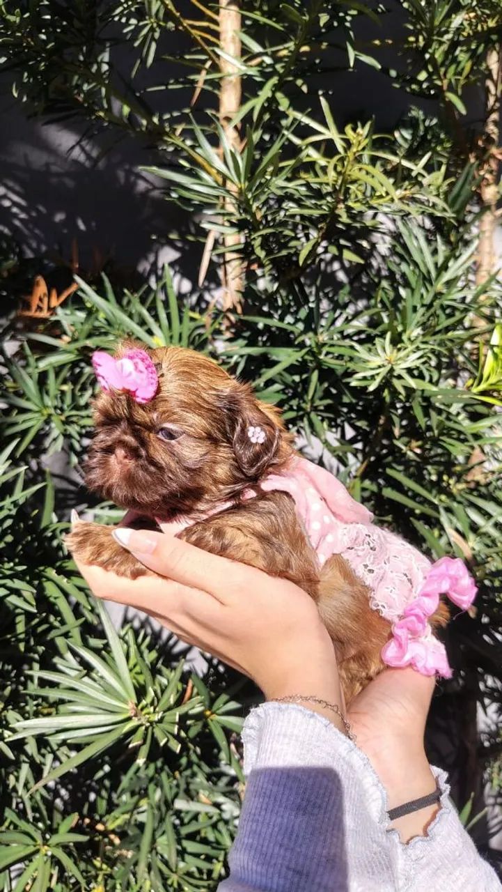 Mini shihtzu fêmea chocolate olhos azuis  - Foto 4