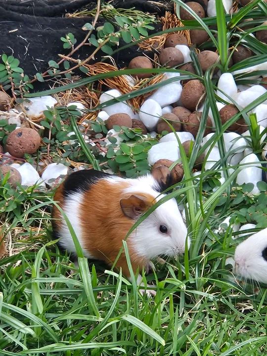 Dois filhotes de Porquinho da Índia fêmea 