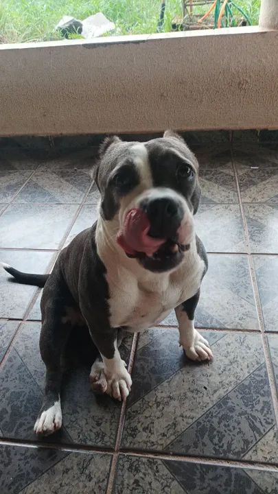 vende-se Femea de American Bully  - Foto 5