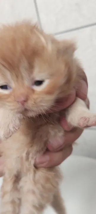 Dois Gatinhos Persas Lindos par3 femeias e 1 macho de persa.  1500 fêmea e 1200 maa Adoção - Foto 6
