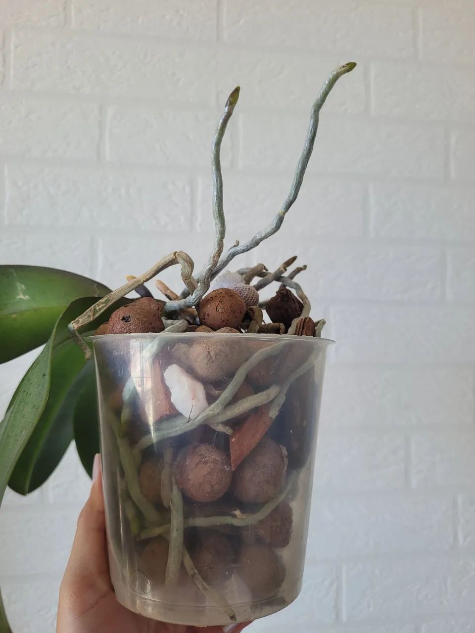 Orquídea