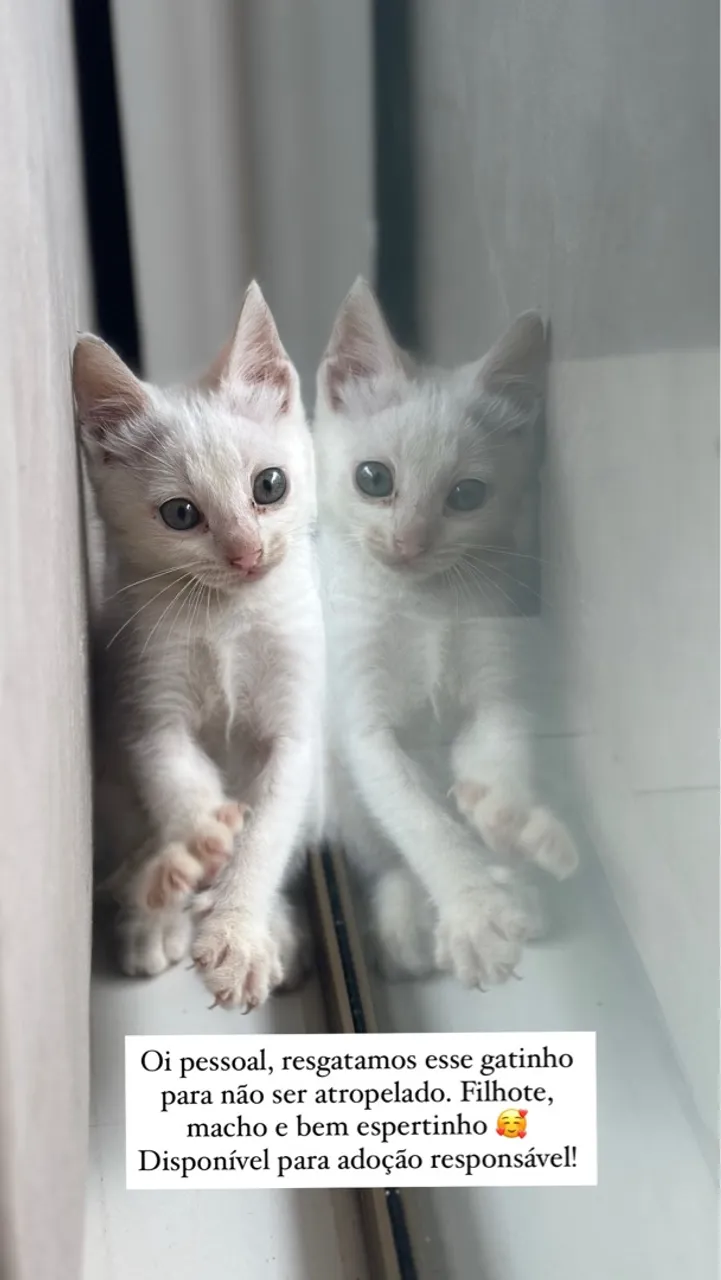 Gato filhote para doação