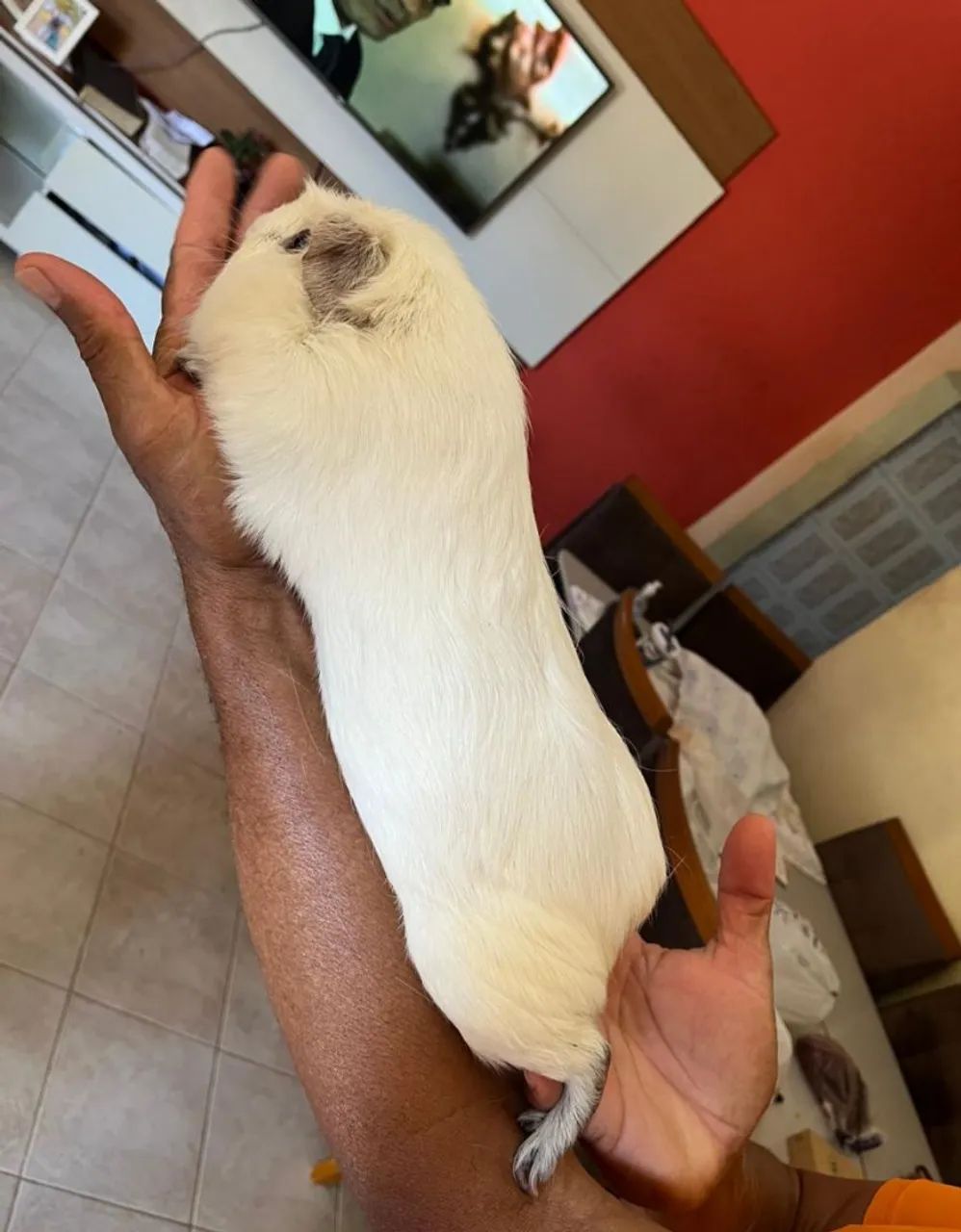 KUY GIGANTE  - Foto 3