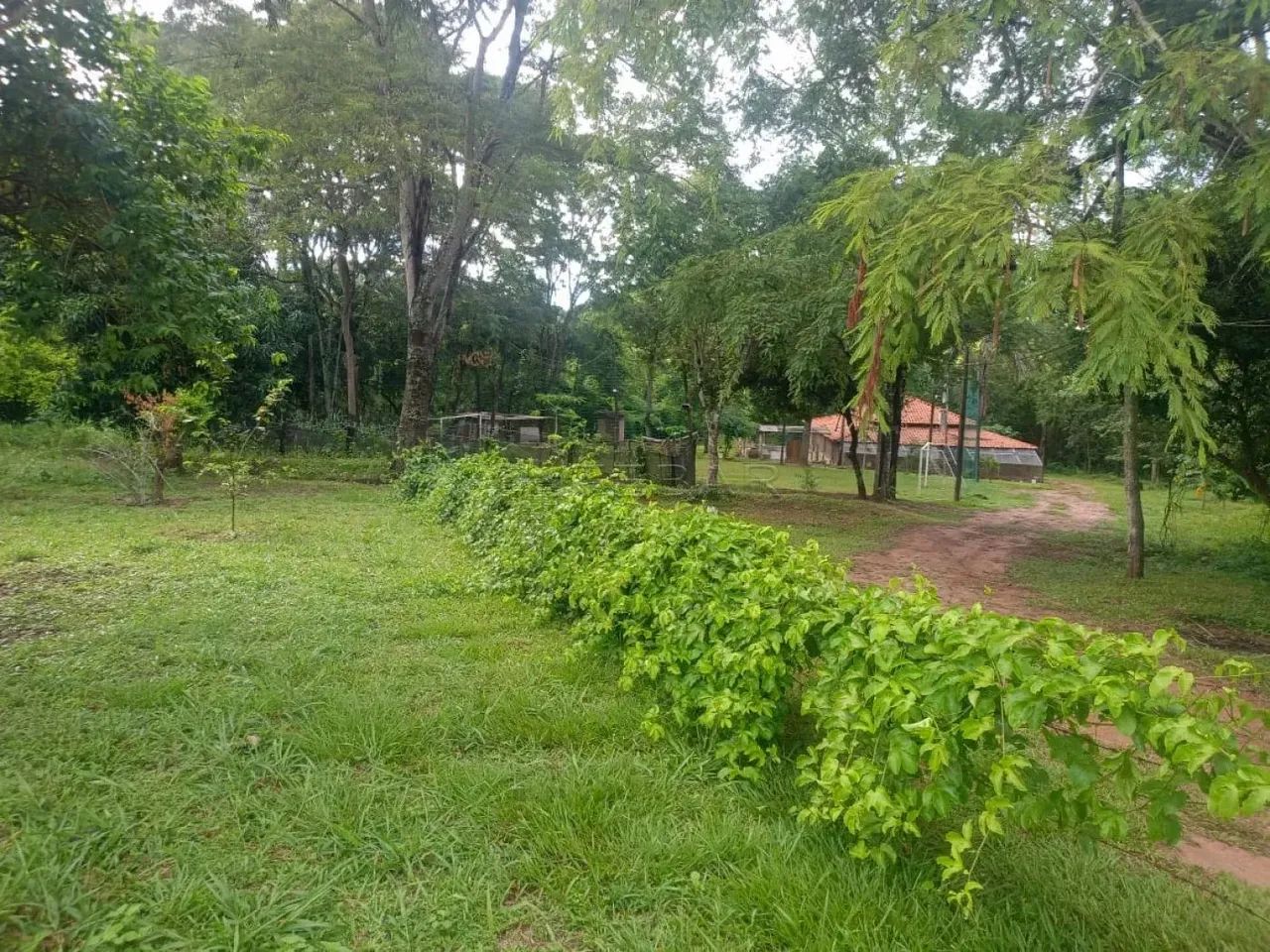 Excelente sítio - 9 km de Urupês - Foto 11