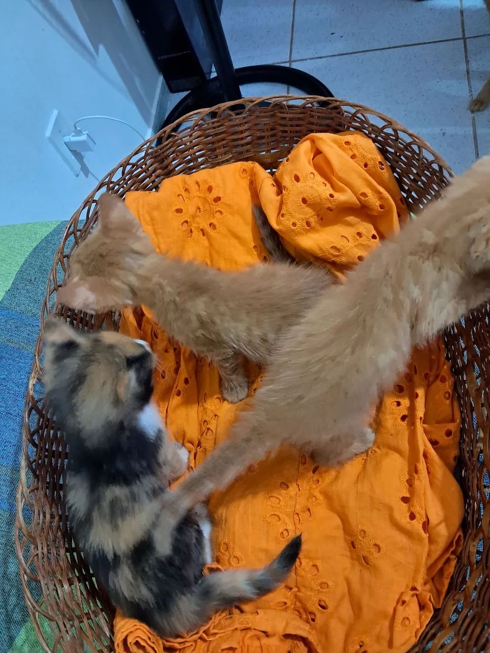 Adoção responsável  - Foto 3