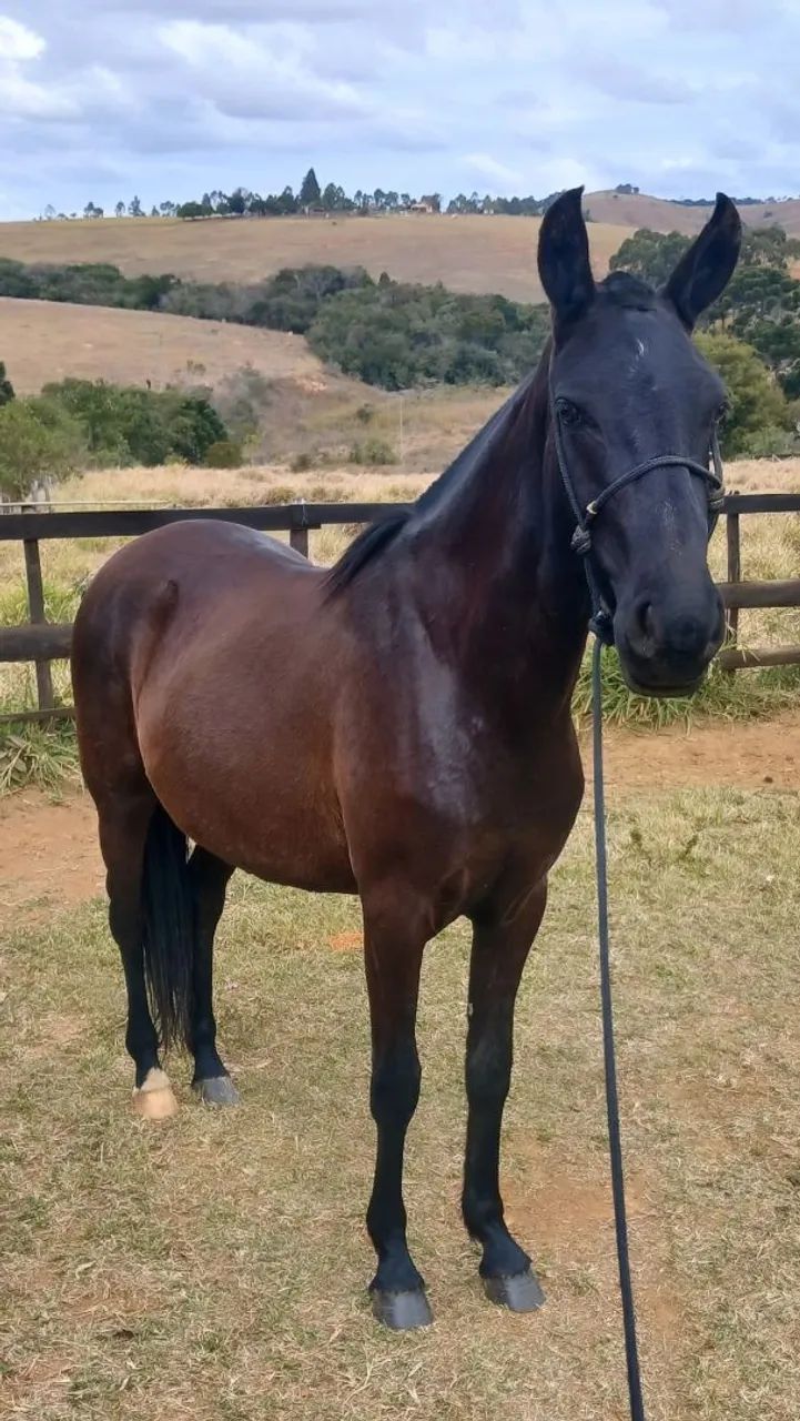 Égua Mangalarga Marchador (Registrada) - Foto 2