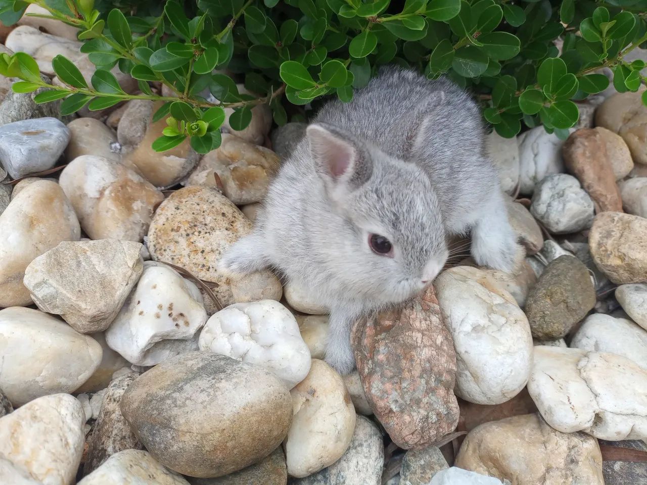 Anão Netherland  - Foto 2