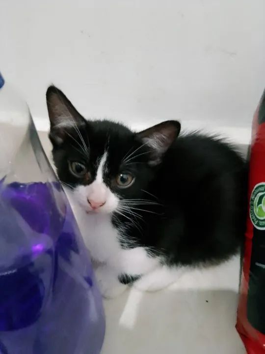 Gatinhos preto e branco disponível para adoção