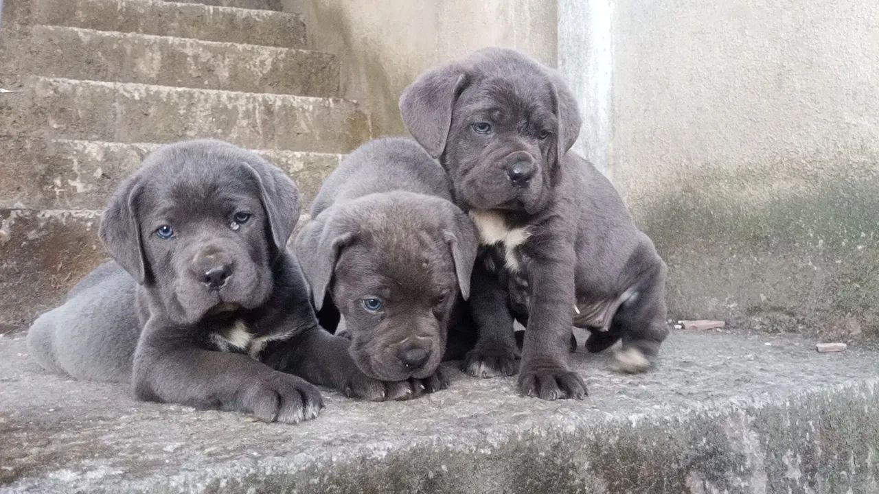 Cane Corso Neapolitan Mastiff Olx Cane Corso Cachorros Jardim