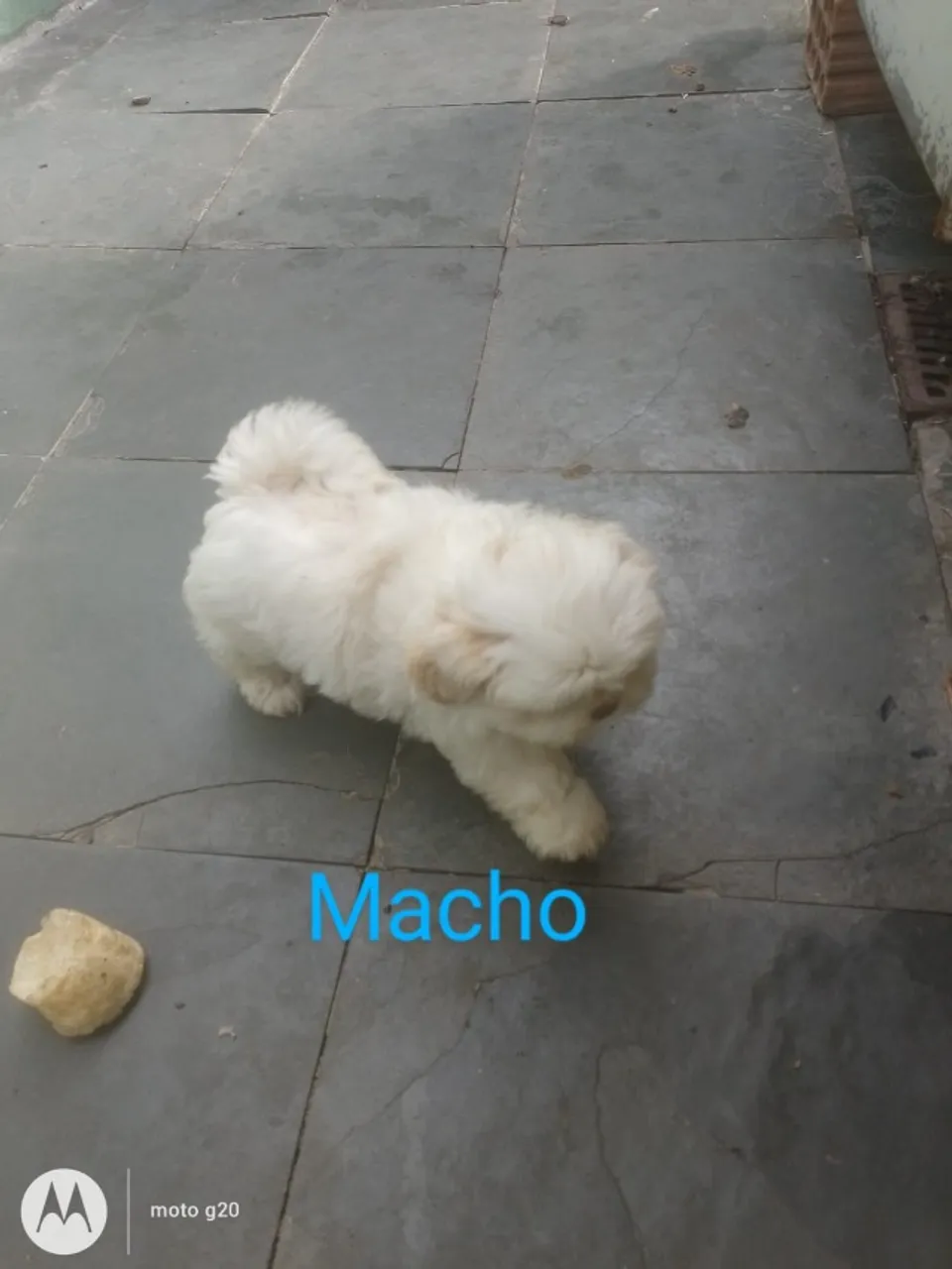 Filhote Shih Tzu Macho
