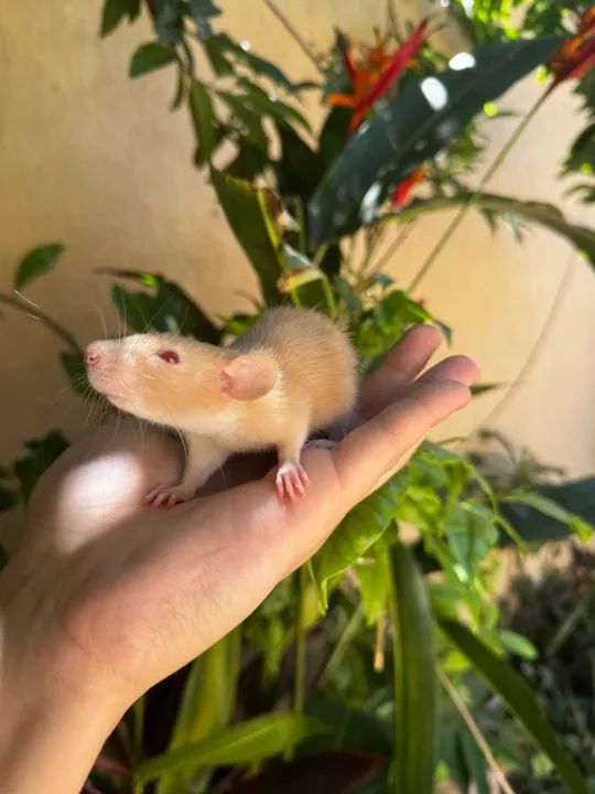 Rato Twister  - Foto 2