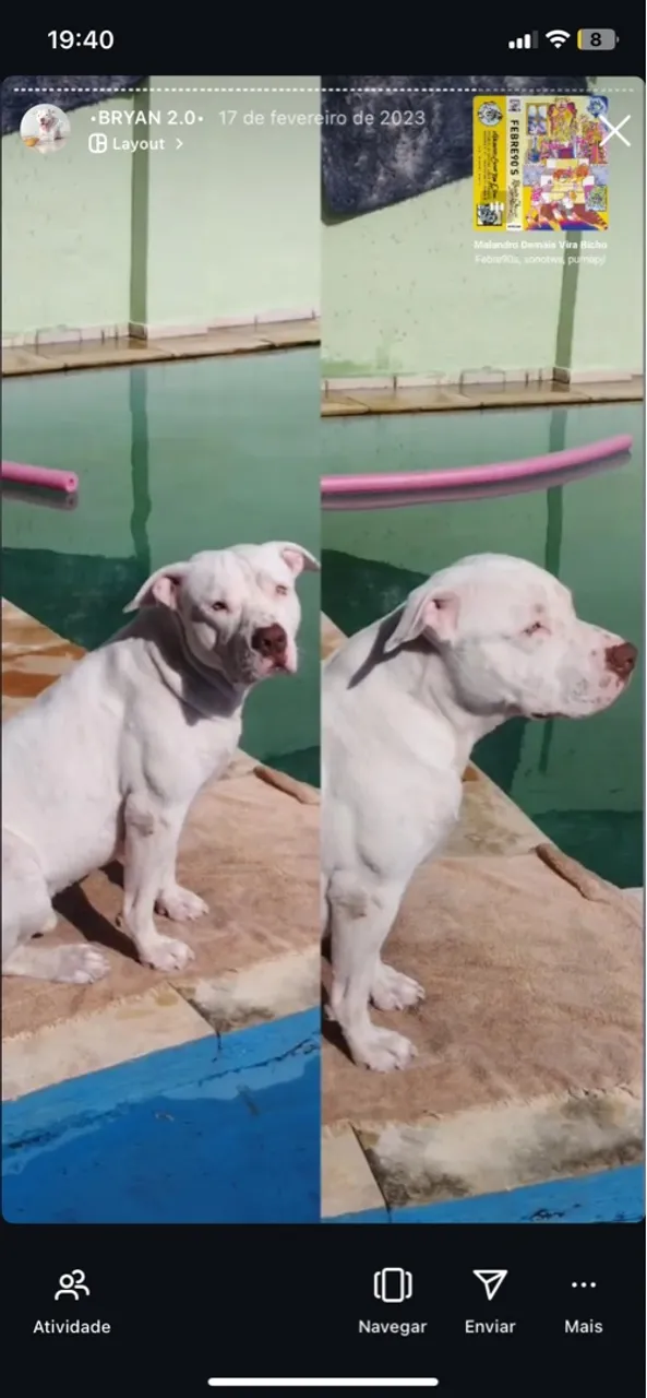 Lindo Pitbull branco disponível para cruzar !!!