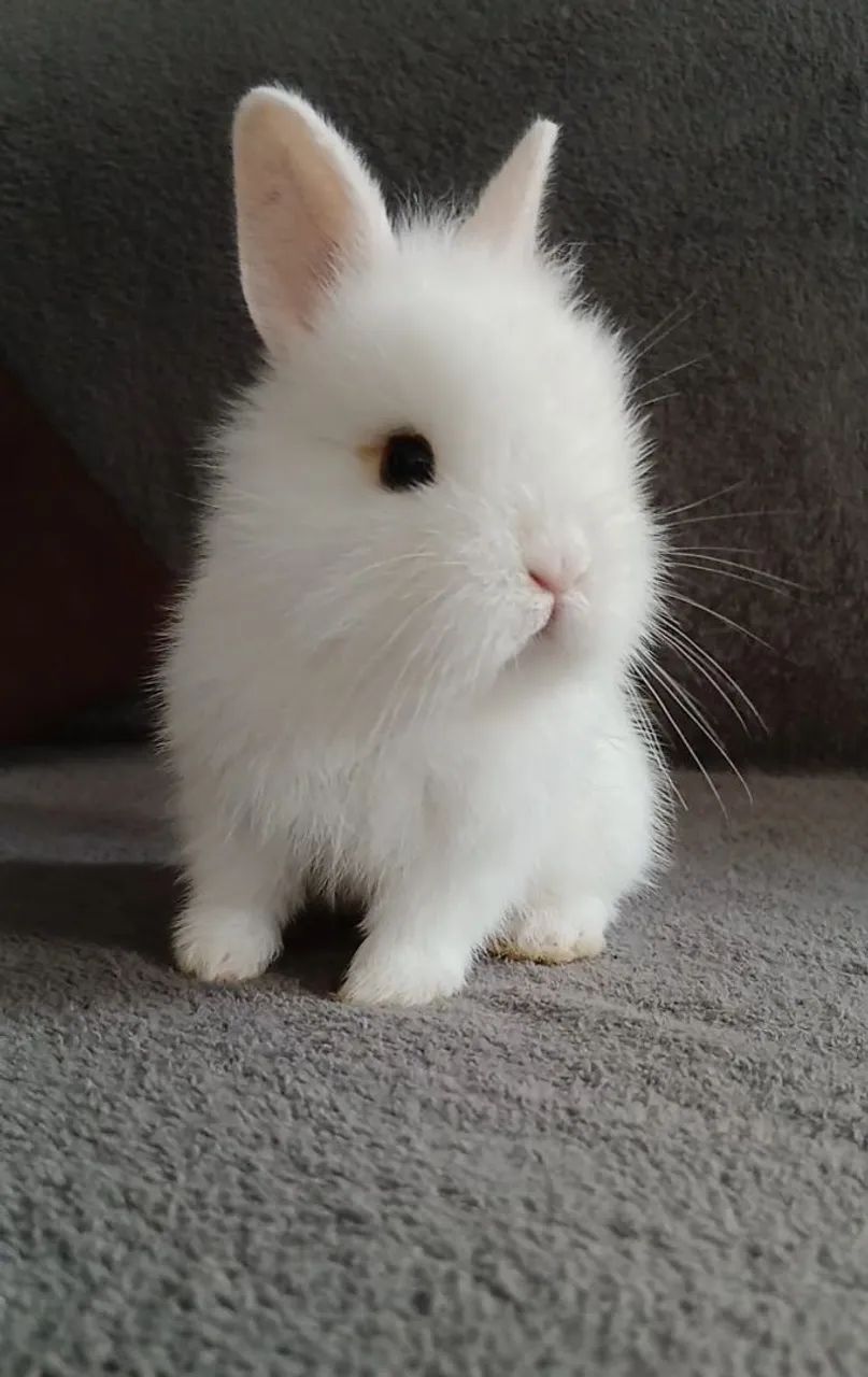 Mini coelhinhos lion 64706227072897120