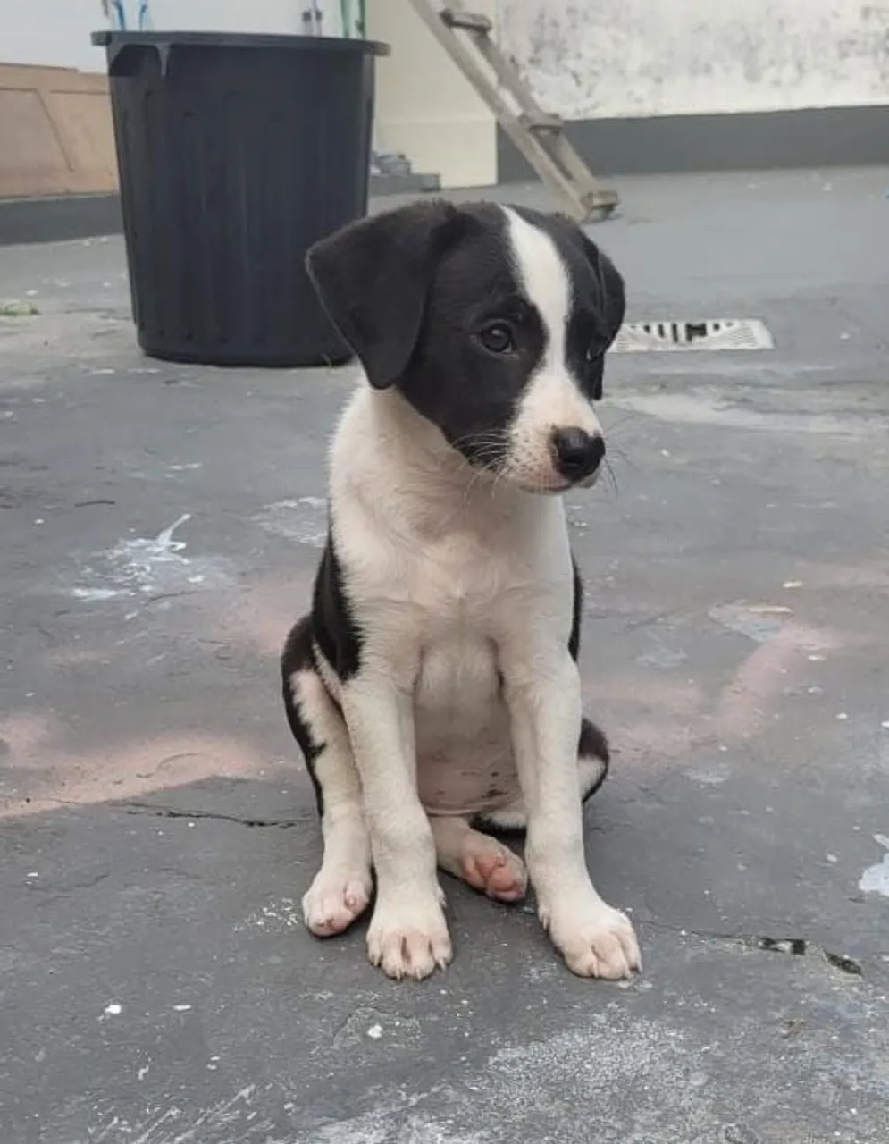 Mistura border collie para adoção