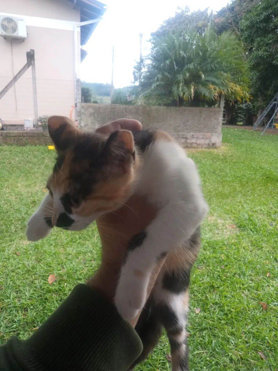 Gatinhas  disponíveis para adoção