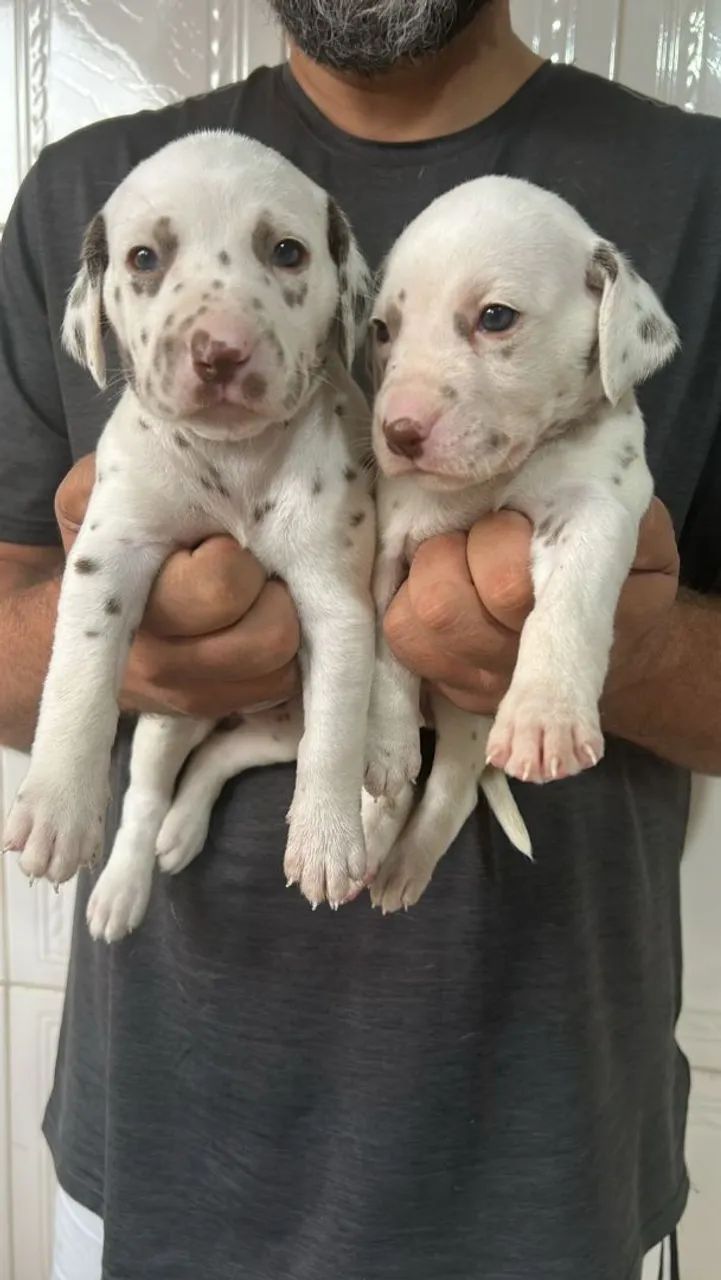 Dálmata lindos e puros - Foto 2