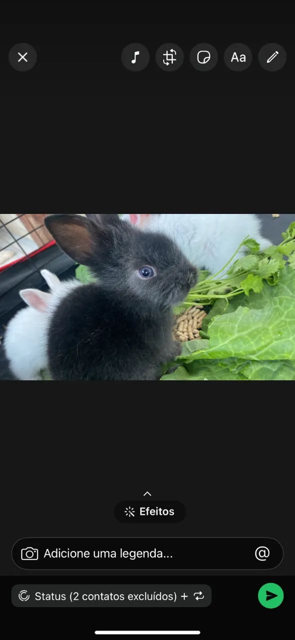 Filhote de coelho anão raça Lionhead - Foto 2