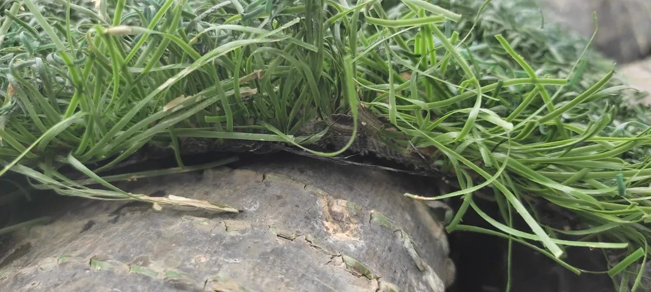 Grama sintética usada  - Foto 3