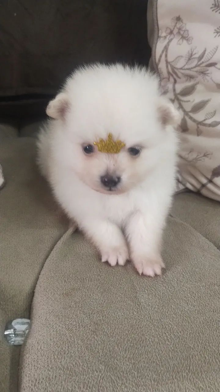 Filhote de Spitz Alemão - Foto 4