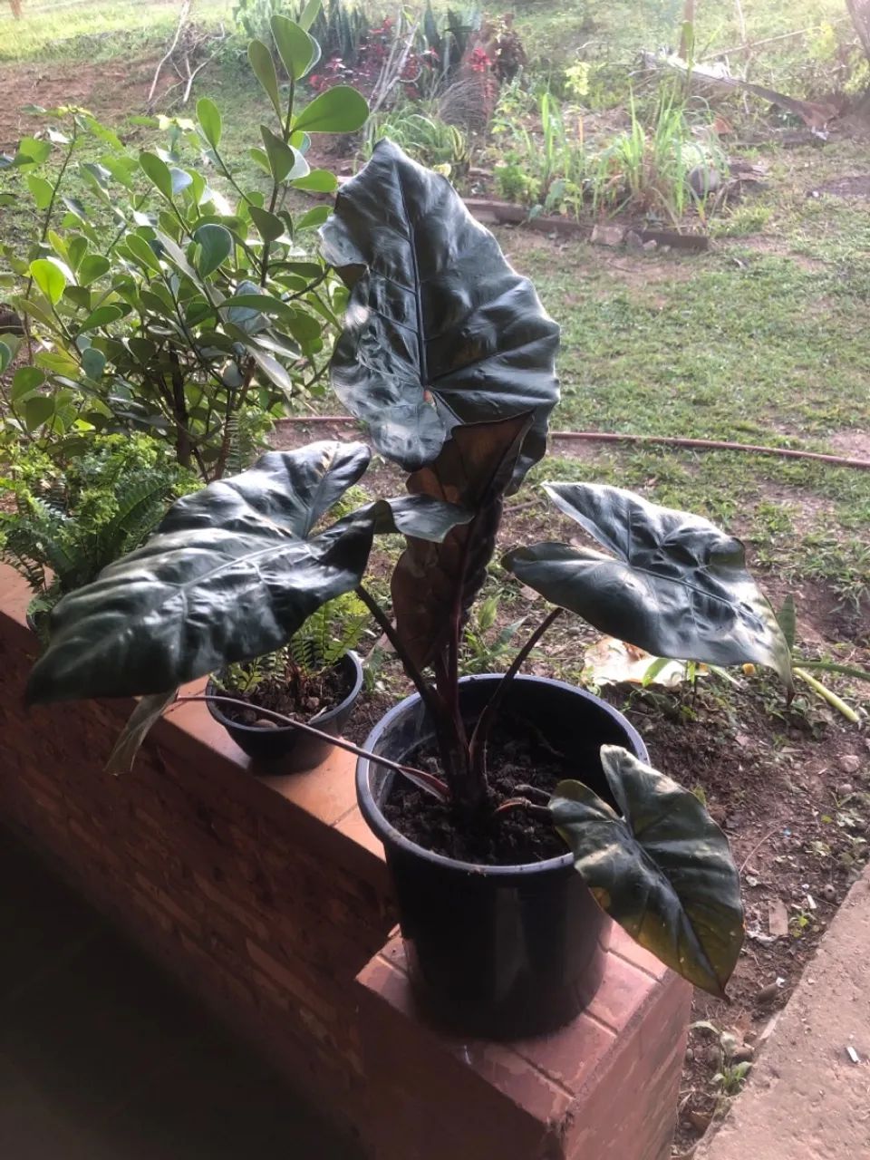 alocasia 