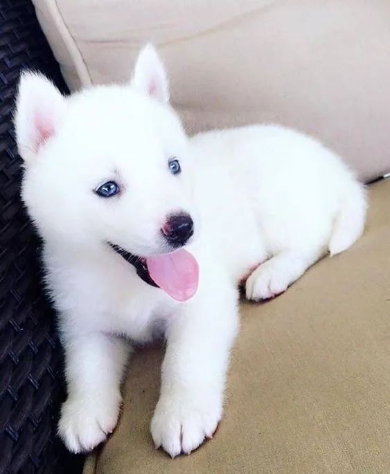 Husky branco disponível 