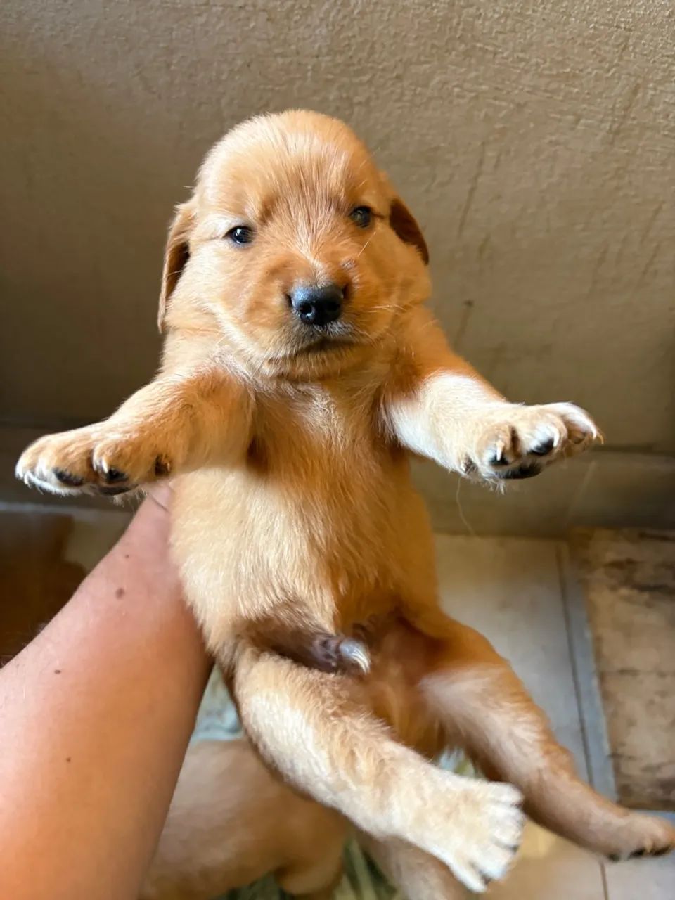 Golden retriever macho - Foto 5