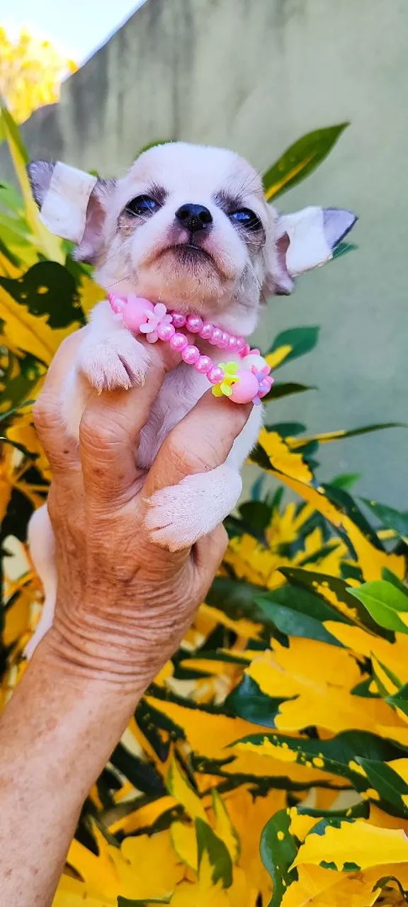 Chihuahua fêmea