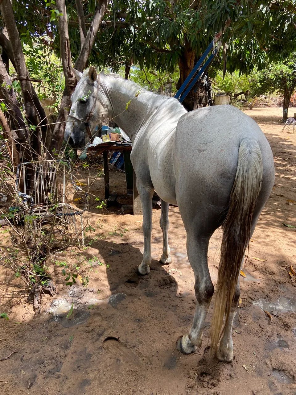 Cavalo de passeio  - Foto 3