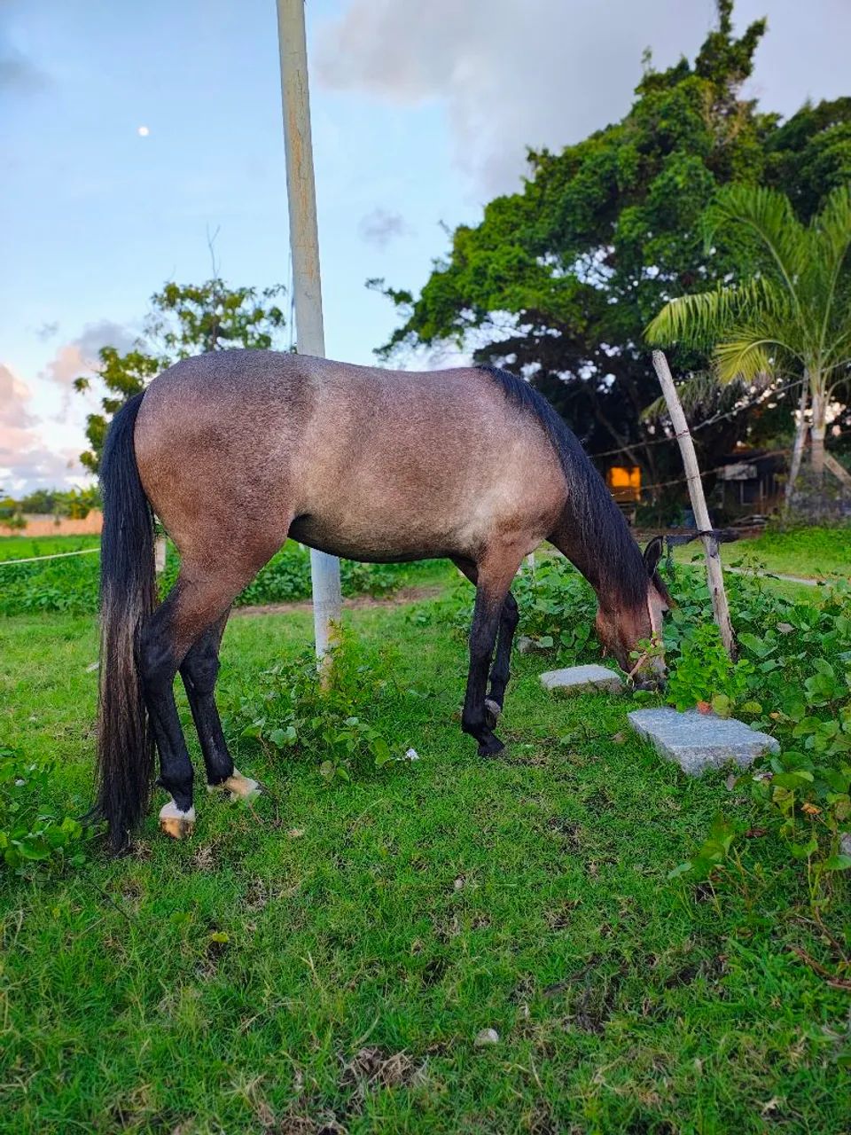 Pra vender rápido!! PORDA MANGALARGA 2 anos 1 muda muito dócil!! - Foto 3
