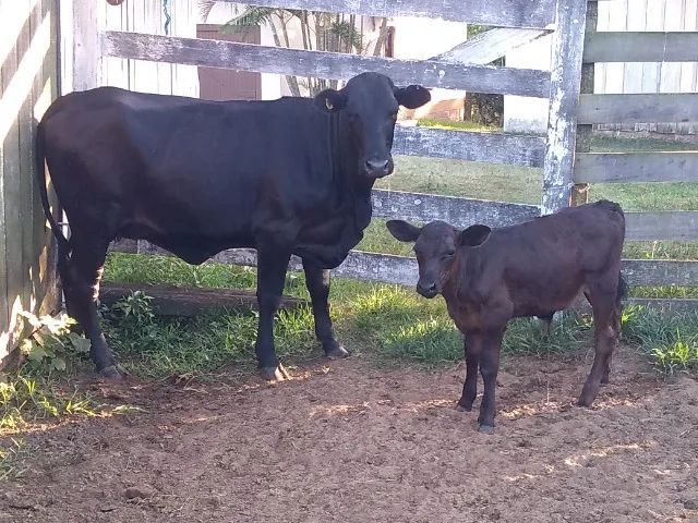Vaca e terneiro - Foto 2