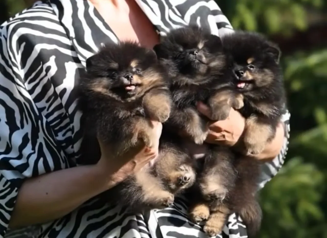 Vendo lindos filhotes de Lulu da pomerania anao