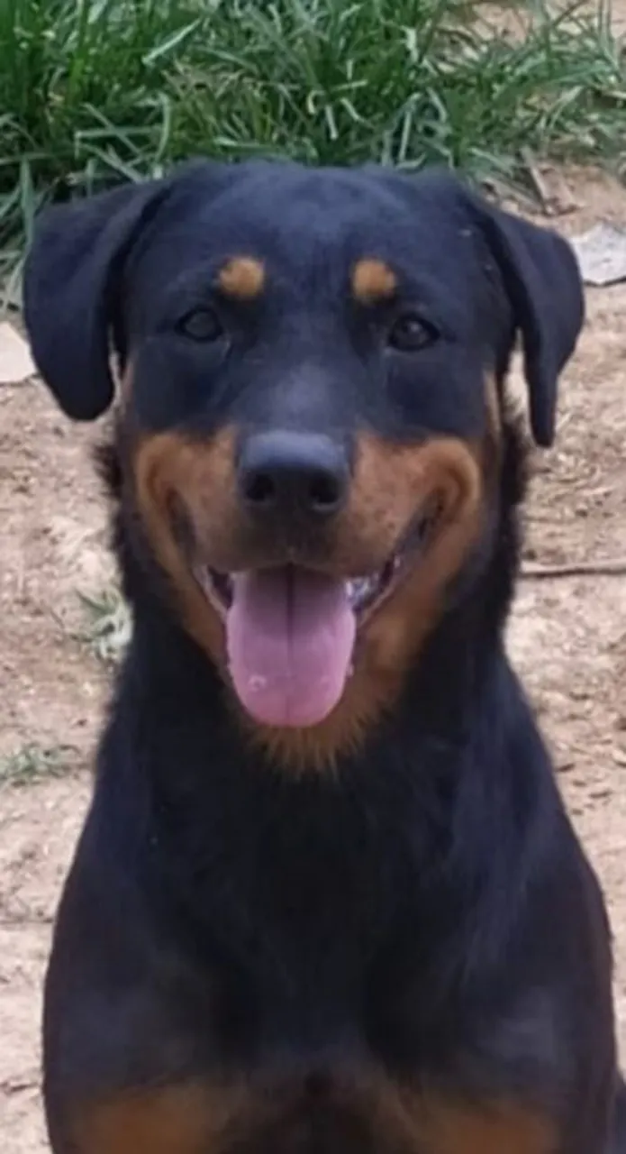 A procura de um macho