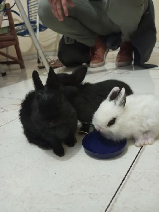 Coelhinhos fofinhos para adoção!