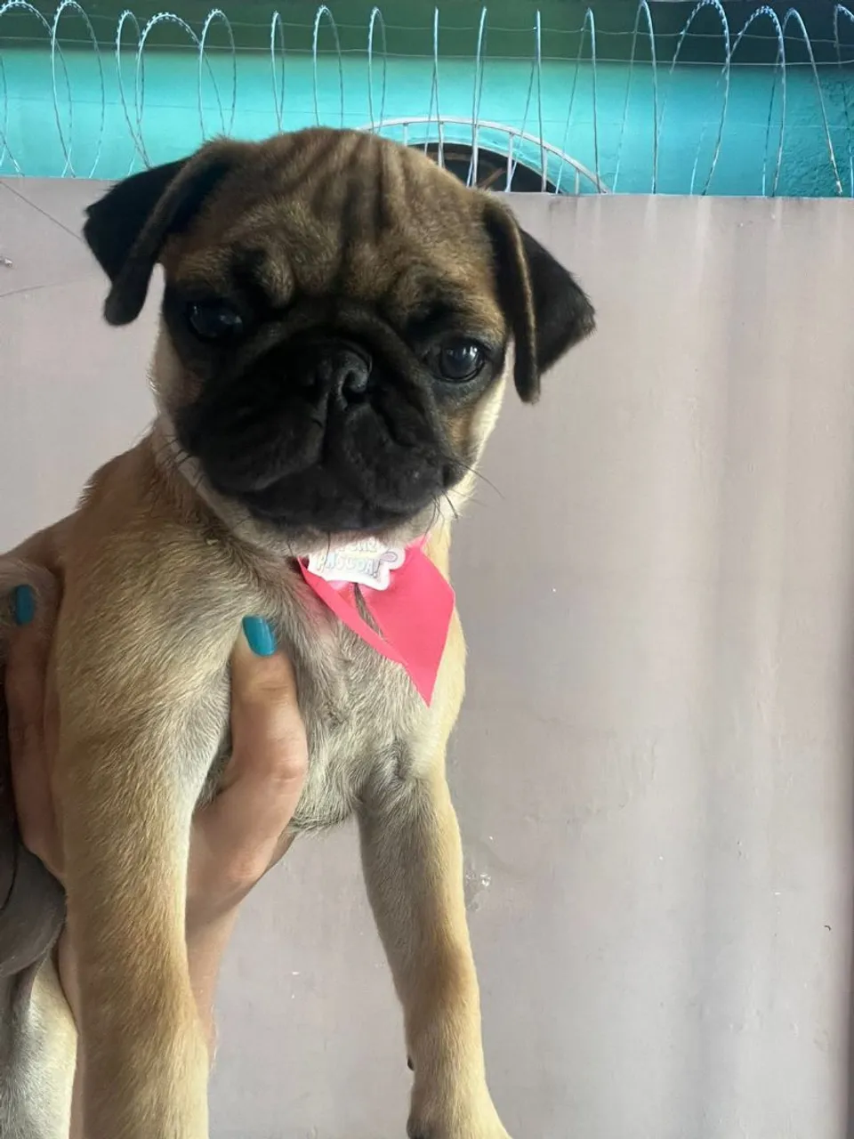 Filhote de Pug fêmea