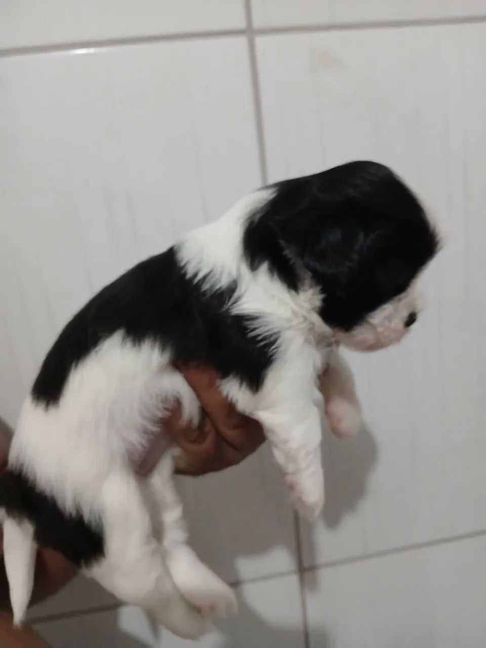 Filhote Lhasa Apso - Foto 4