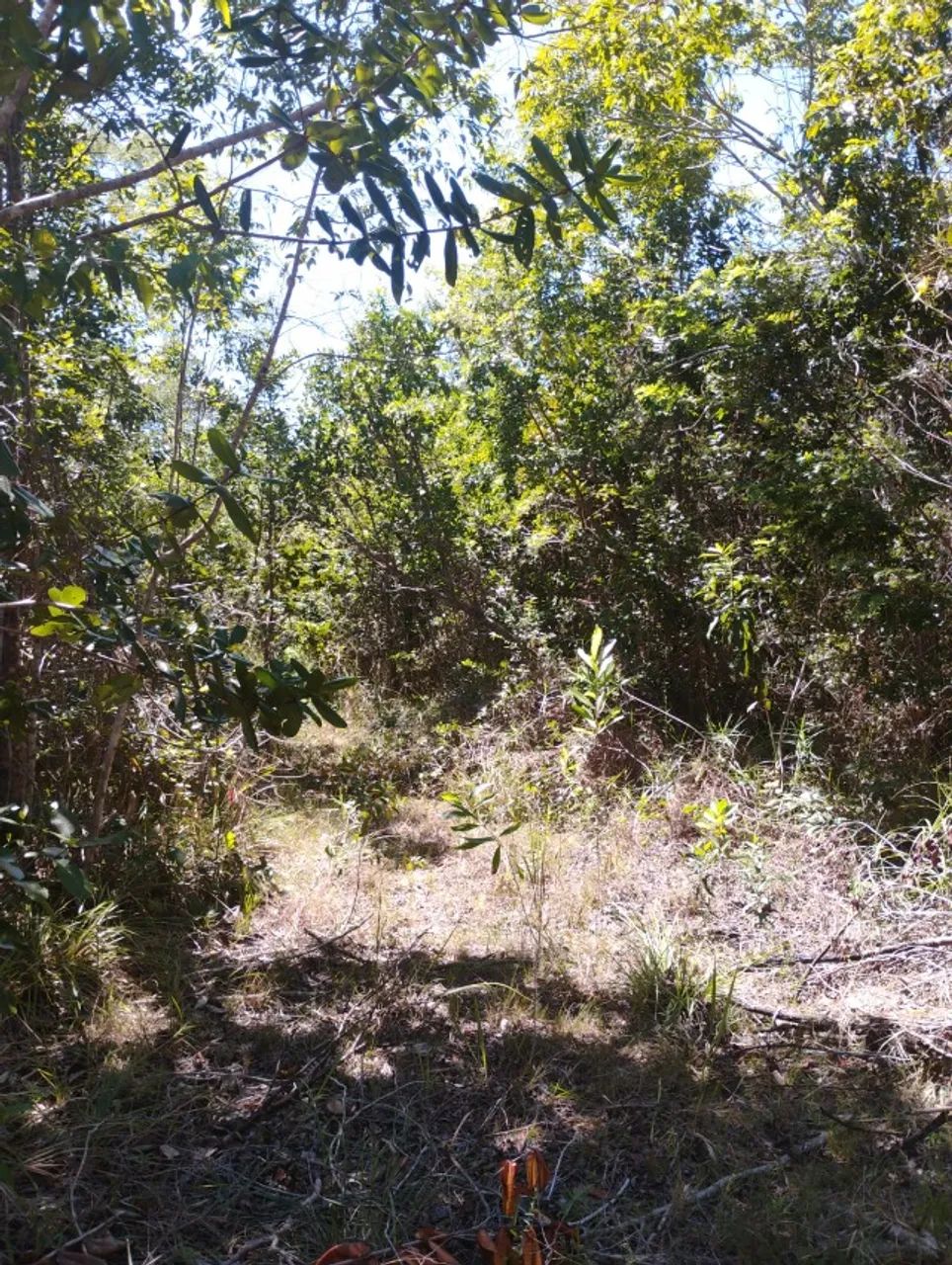 Vendo terreno 14.000m² linha verde curralinho,65mil  - Foto 4