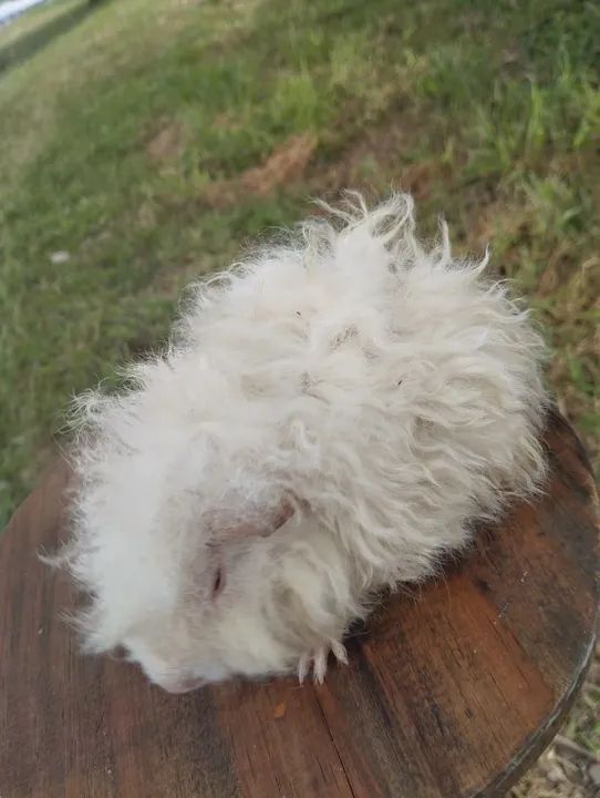 Lindos filhotes de porquinhos da índia  - Foto 5