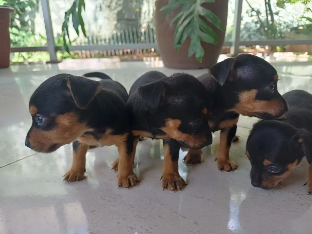 Filhote pinscher 1 - Foto 4