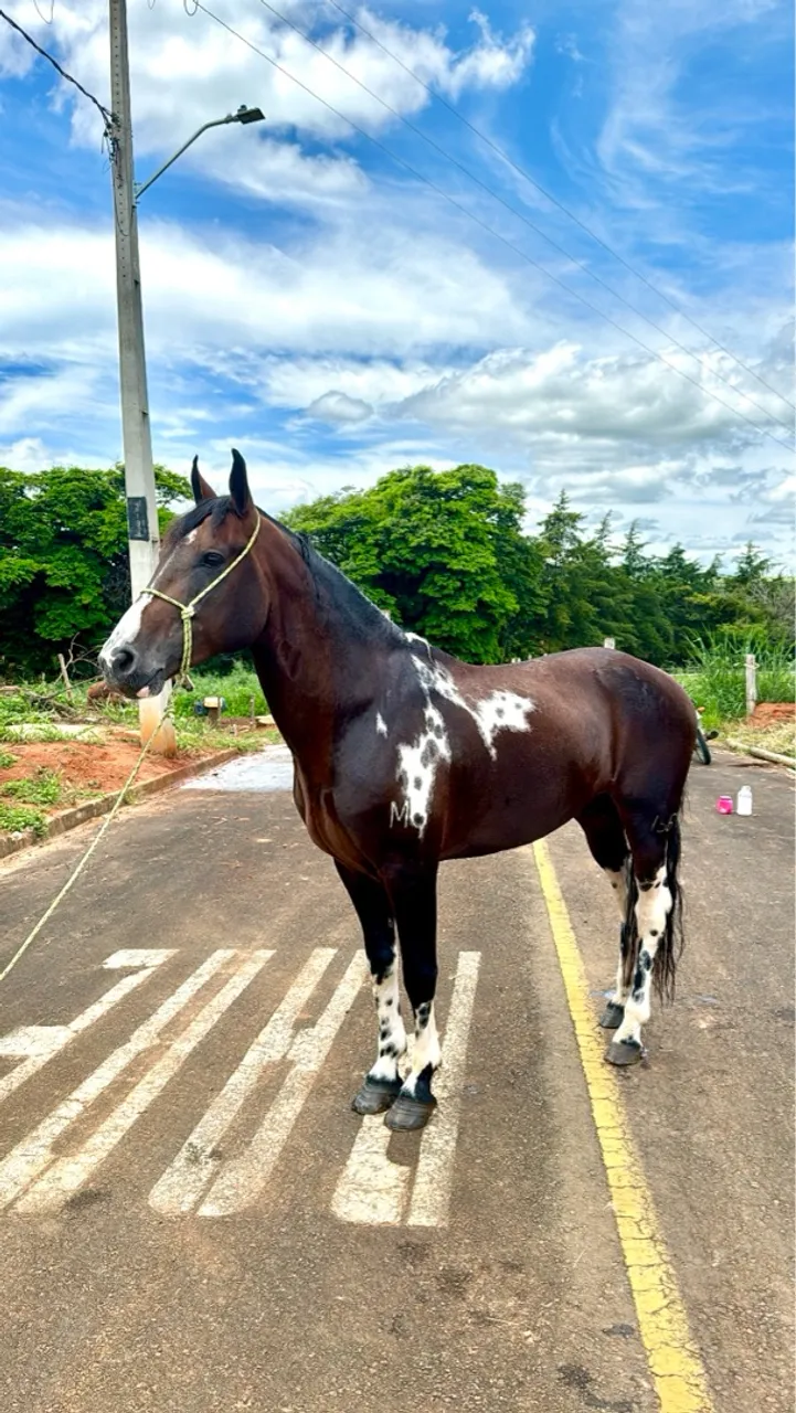 Cavalo manga larga MM
